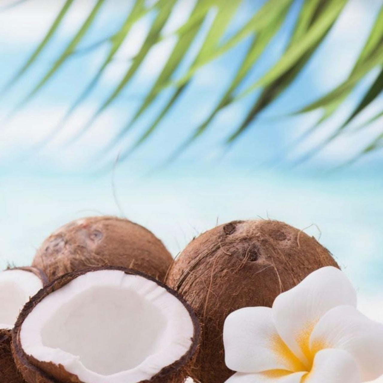 Coconut Island Fragrance