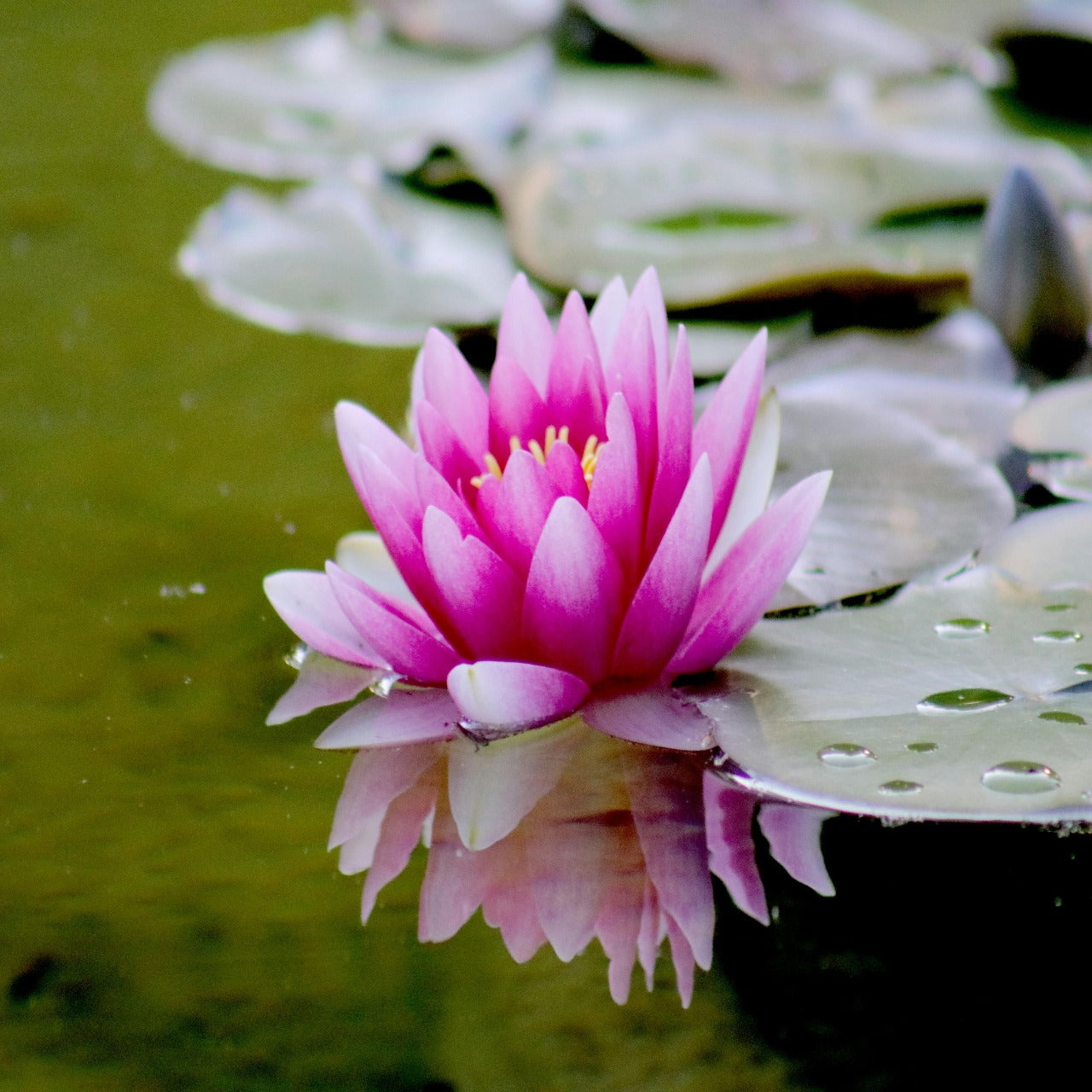 Water Lotus Fragrance